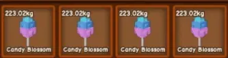 Big Fruit 223KG 29T+ Sheckles Candy Blossom